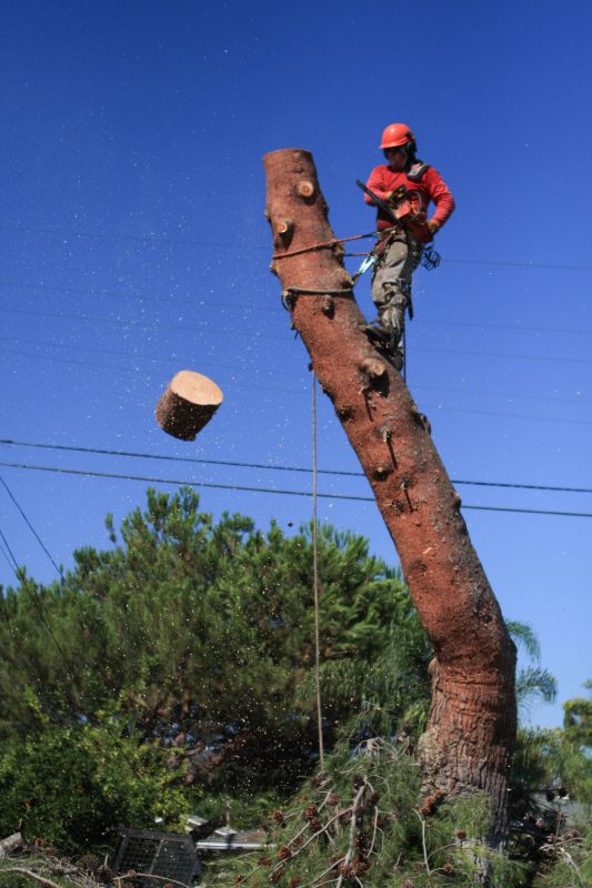 Arborist Tree Service